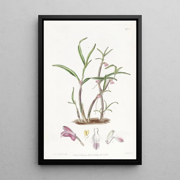 Boat with violet lips - Sydenham Edwards — framed artwork on a wall