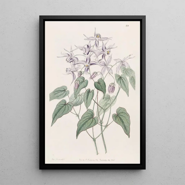 Epimède violet - Sydenham Edwards — framed artwork on a wall
