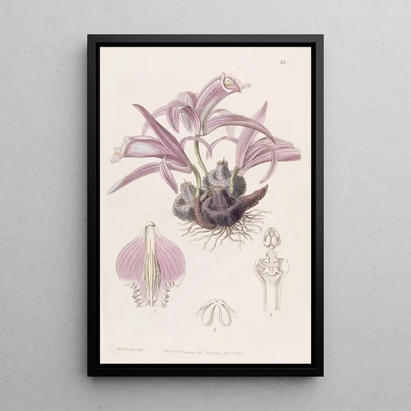 Caelogyne de Wallich - Sydenham Edwards — framed artwork on a wall