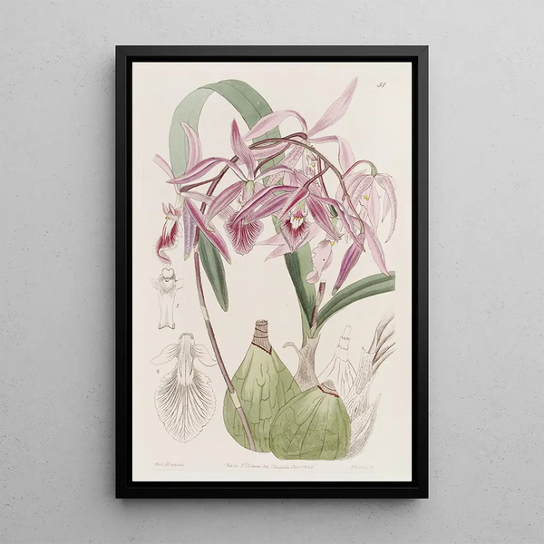 Épidendrum verruqueux - Sydenham Edwards — framed artwork on a wall
