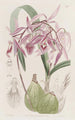 Épidendrum verruqueux - Sydenham Edwards — artwork view