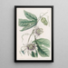 Passiflore verruqueuse - Sydenham Edwards — framed artwork on a wall