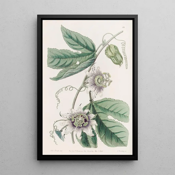 Passiflore verruqueuse - Sydenham Edwards — framed artwork on a wall