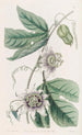 Passiflore verruqueuse - Sydenham Edwards — artwork view