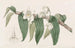 Water Dendrobium - Sydenham Edwards — artwork view