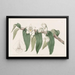 Water Dendrobium - Sydenham Edwards — framed artwork on a wall