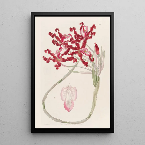 Schomburgkia ondulée - Sydenham Edwards — framed artwork on a wall