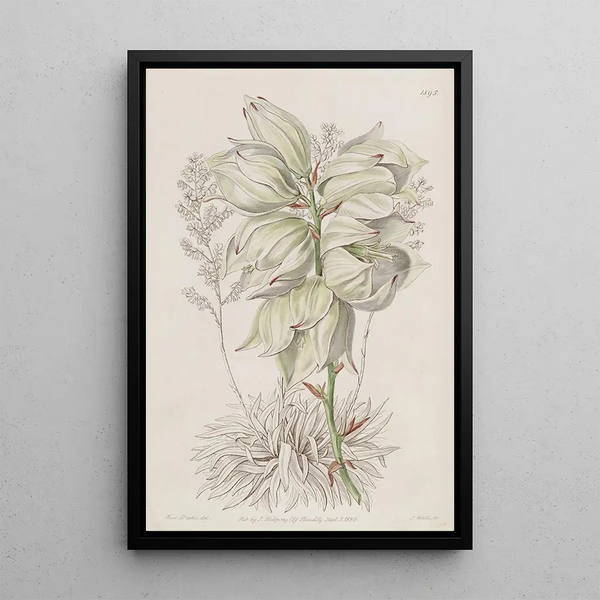 Adam's Needle with weak leaves - Sydenham Edwards — framed artwork on a wall