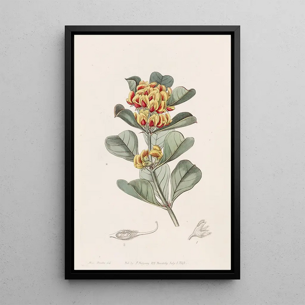 Oxylobium à feuilles en coin - Sydenham Edwards — framed artwork on a wall