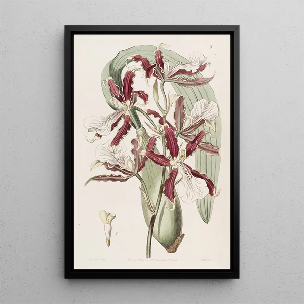 Miltonia à lèvres en coin - Sydenham Edwards — framed artwork on a wall