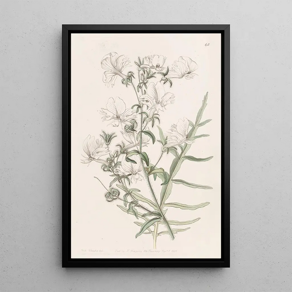 Schizanthus blanc - Sydenham Edwards — framed artwork on a wall