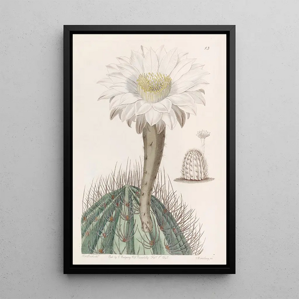 White Taper Candle Painting - Sydenham Edwards — framed artwork on a wall