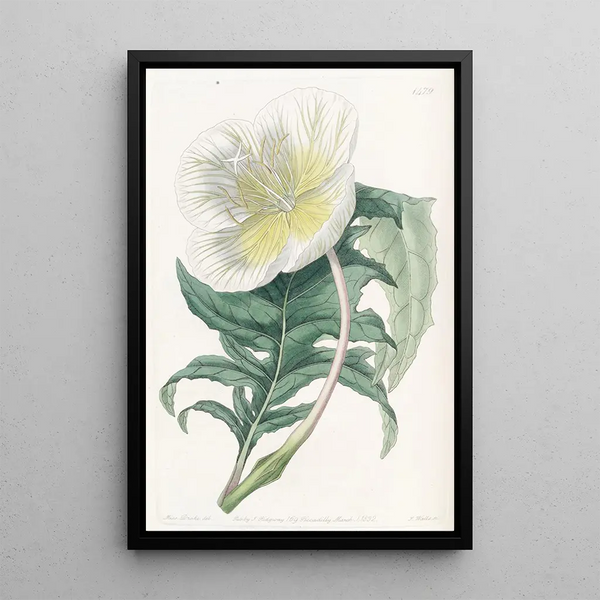 Onagre blanche dressée - Sydenham Edwards — framed artwork on a wall