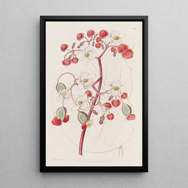 Begonia white and scarlet - Sydenham Edwards — framed artwork on a wall
