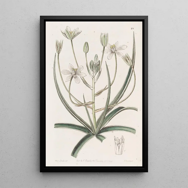 Ornithogale painting with white border - Sydenham Edwards — framed artwork on a wall