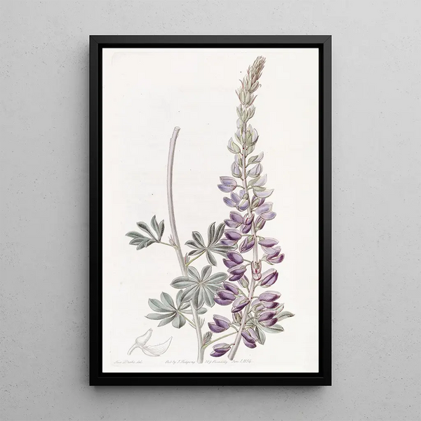 Lupin with White Leaves - Sydenham Edwards — framed artwork on a wall