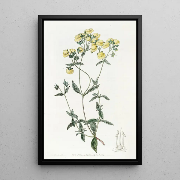 Slipperwort à feuilles blanches - Sydenham Edwards — framed artwork on a wall