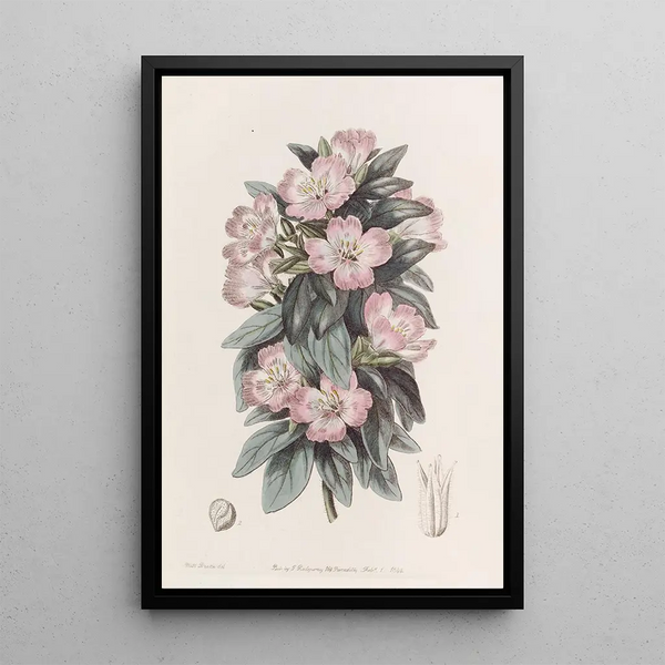 Godetia blanchâtre - Sydenham Edwards — framed artwork on a wall