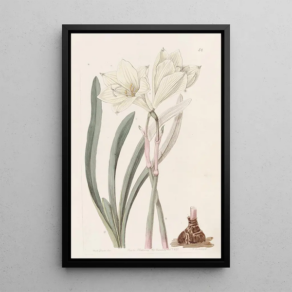 Habranth of uniform color - Sydenham Edwards — framed artwork on a wall
