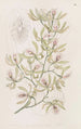 Épidendrum ailé - Sydenham Edwards — artwork view