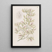 Épidendrum ailé - Sydenham Edwards — framed artwork on a wall