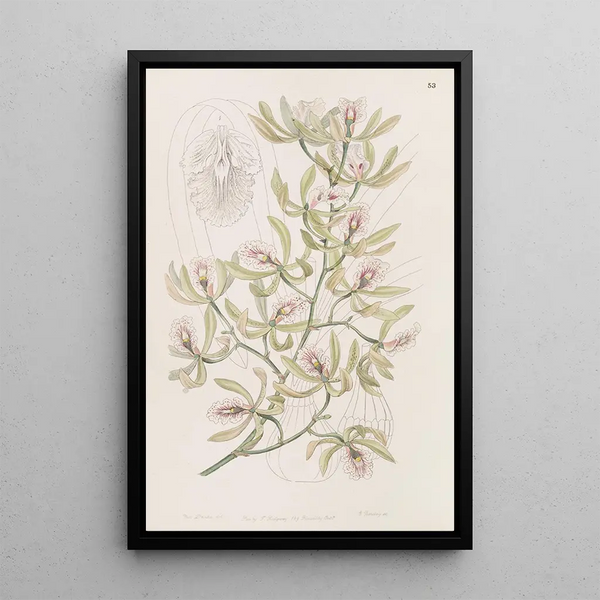 Épidendrum ailé - Sydenham Edwards — framed artwork on a wall