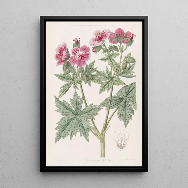 Geranium with Woolly Flowers - Sydenham Edwards — framed artwork on a wall