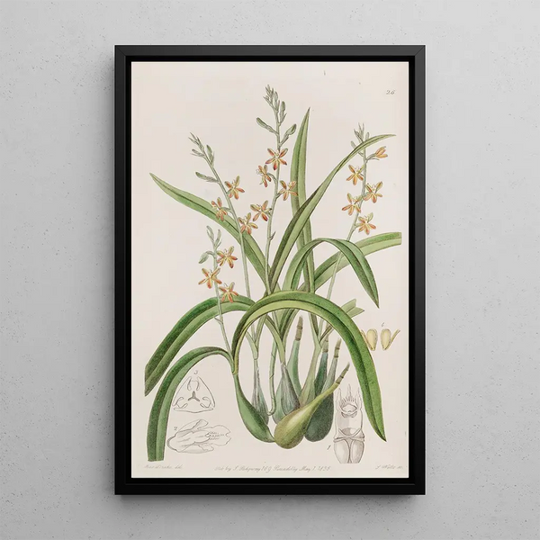 Épidendrum couleur ocre jaune - Sydenham Edwards — framed artwork on a wall