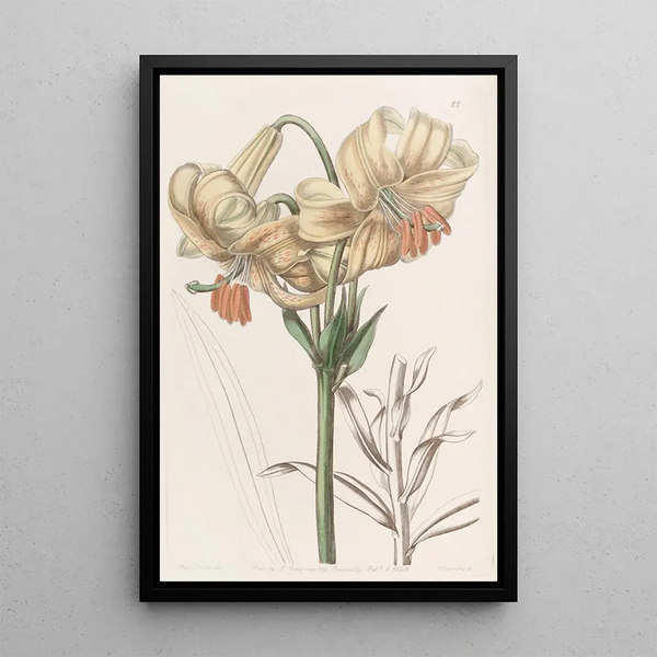 Lys du Japon jaune - Sydenham Edwards — framed artwork on a wall