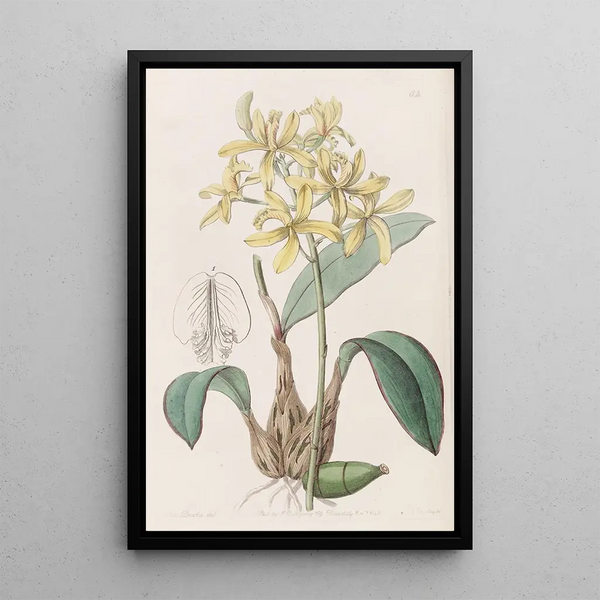 Laelia jaune - Sydenham Edwards — framed artwork on a wall