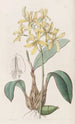 Laelia jaune - Sydenham Edwards — artwork view