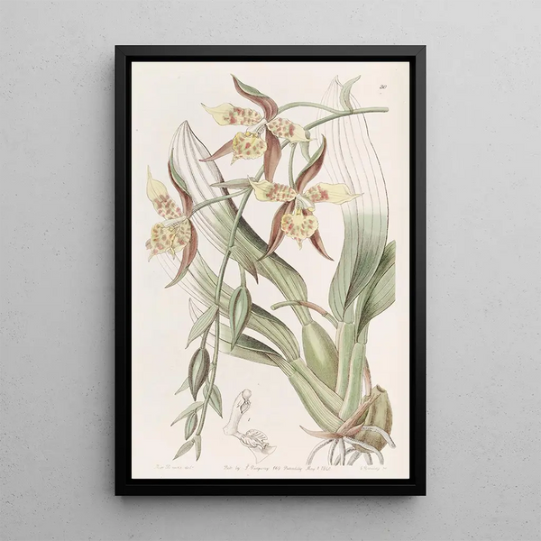 Odontoglossum yellow and brown - Sydenham Edwards — framed artwork on a wall