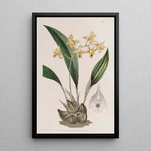 Maxillaria racémeuse jaune - Sydenham Edwards — framed artwork on a wall