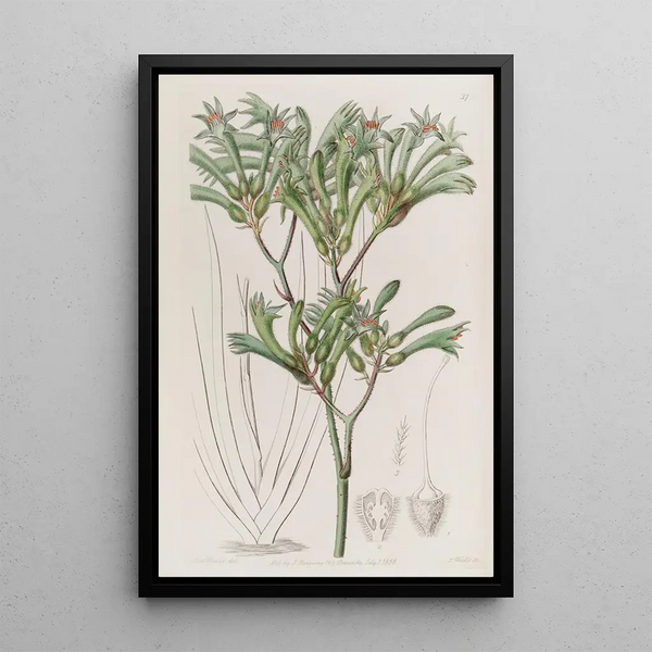 Amigozanthus with yellow hairs - Sydenham Edwards — framed artwork on a wall