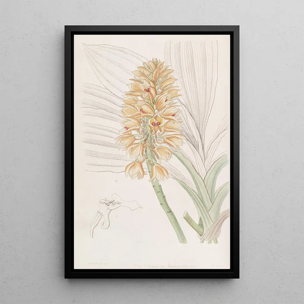 Calanthe à épis jaunes - Sydenham Edwards — framed artwork on a wall