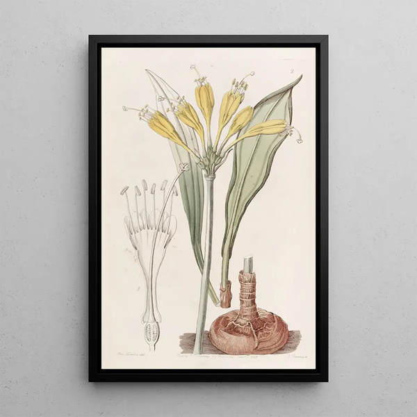 Stenomesson yellow egg - Sydenham Edwards — framed artwork on a wall