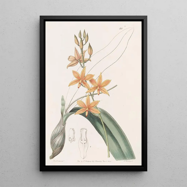 Yolkofegg Epidendrum - Sydenham Edwards — framed artwork on a wall