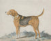 a standing profile dog, facing left - Sydenham Teast Edwards — artwork view