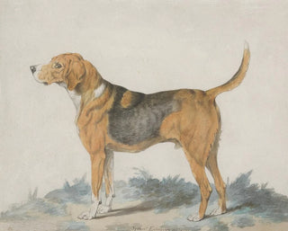 a standing profile dog, facing left - Sydenham Teast Edwards — artwork view