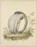 Un singe vervet - Tako Hajo Jelgersma — artwork view