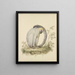 Un singe vervet - Tako Hajo Jelgersma — framed artwork on a wall