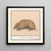 Tatou Tolypeutes matacus - Anselmus Botius de Boodt — framed artwork on a wall