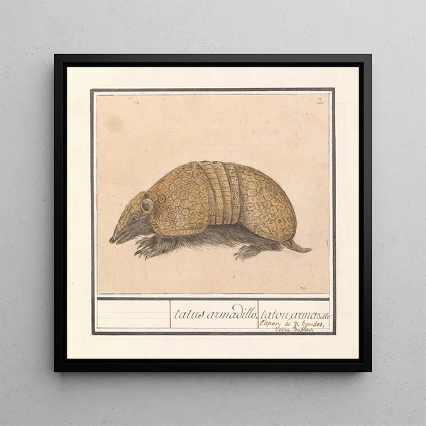 Tatou Tolypeutes matacus - Anselmus Botius de Boodt — framed artwork on a wall
