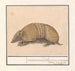 Tatou Tolypeutes matacus - Anselmus Botius de Boodt — artwork view