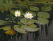 Nymphéas - Teodor Ziomek — artwork view