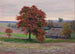 Wild Pear Tree - Teodor Ziomek — artwork view