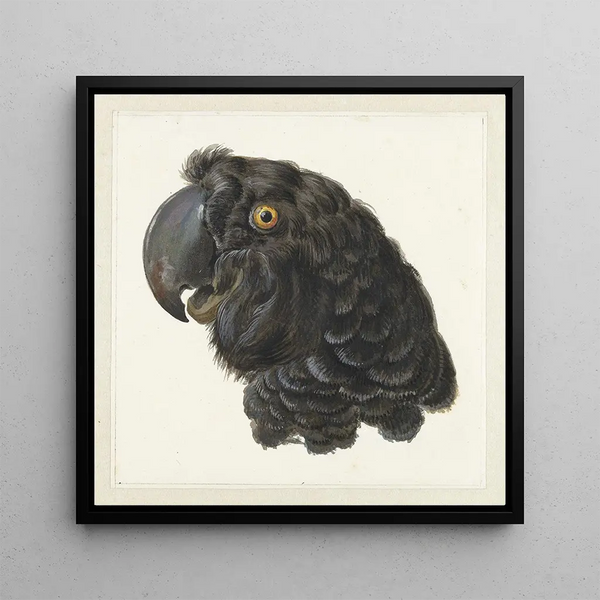 Head of a cockatoo - Aert Schouman — framed artwork on a wall