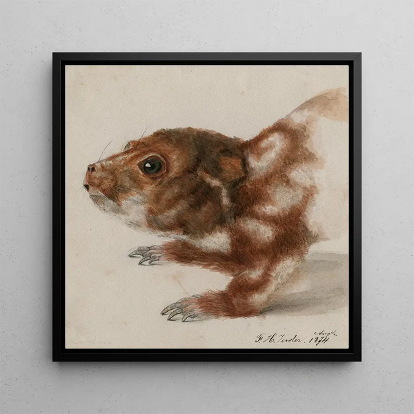 Head of a cuscus - Floris Verster — framed artwork on a wall