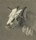 Head of a Goat Turned to the Left - Jean Bernard — artwork view