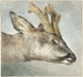 Head of a Roe Deer - Wybrand Hendriks — artwork view